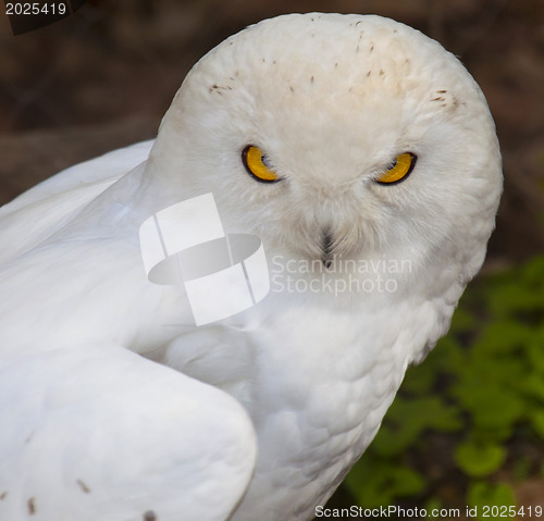 Image of Snowy Owl