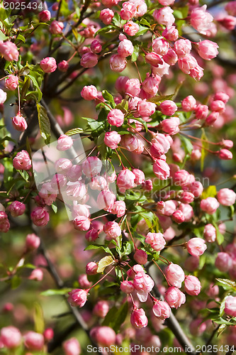 Image of A beautiful flowering tree