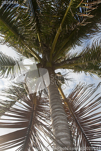 Image of Palm-tree with coconuts