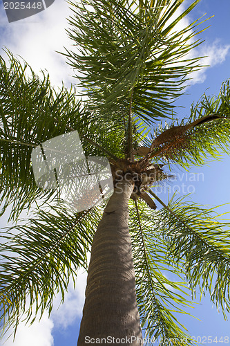 Image of palm tree 