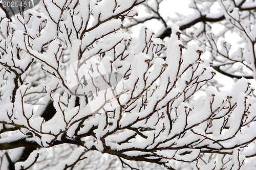 Image of Winter ornament. Snow coverd branches of tree