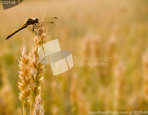 Image of Dragonfly