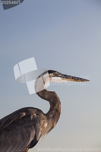 Image of Great Blue Heron