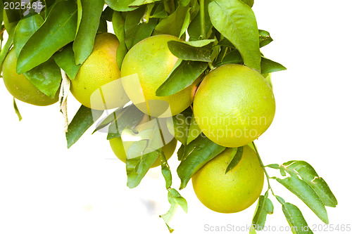 Image of Citrus tree