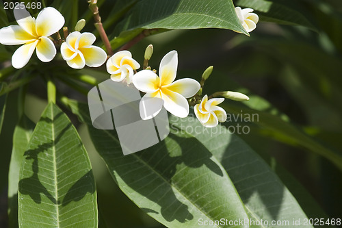 Image of Beautiful flowers of Israel,