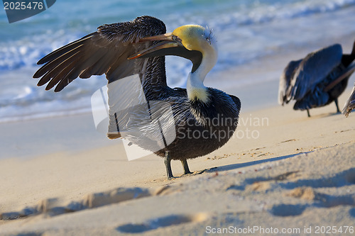 Image of Pelican is walking on a shore