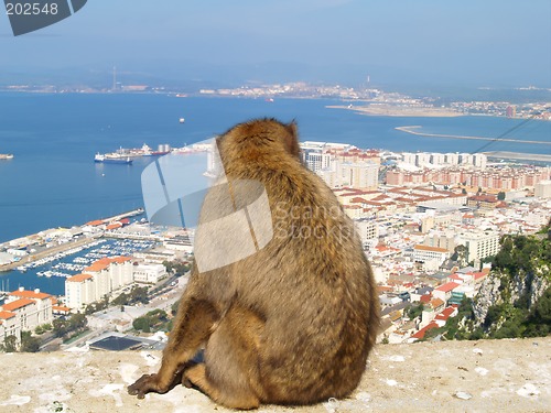 Image of Barbary Ape