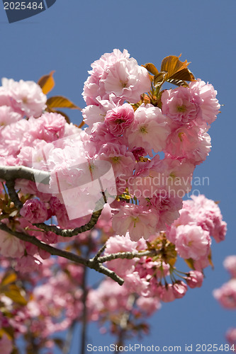 Image of A beautiful flowering tree