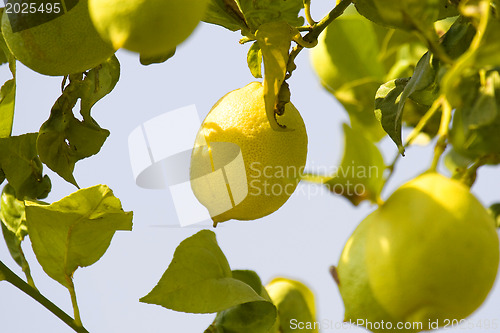 Image of Lemon tree