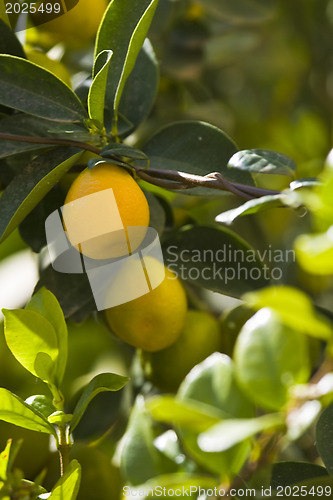 Image of Citrus tree