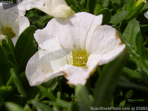 Image of Flower with raindrops