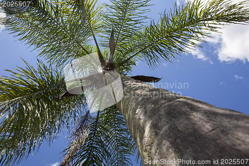 Image of palm tree 