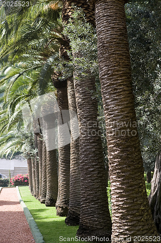 Image of Palm-trees