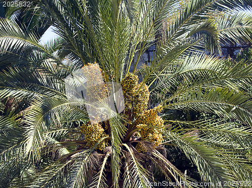 Image of  Dates palmtree