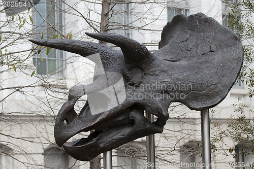 Image of Stock Photo:
Dinosaur skull. National museum of natural history.