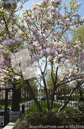 Image of Blooming trees in Lafoet park