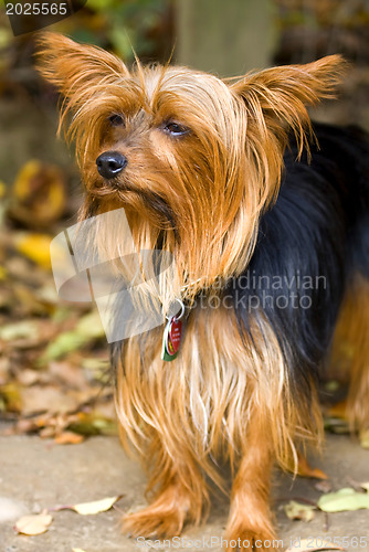 Image of Yorkie