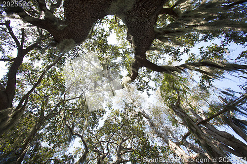 Image of Mysterious Spanish Moss