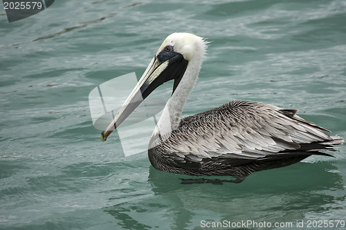 Image of Pelican is floating on sunny day  