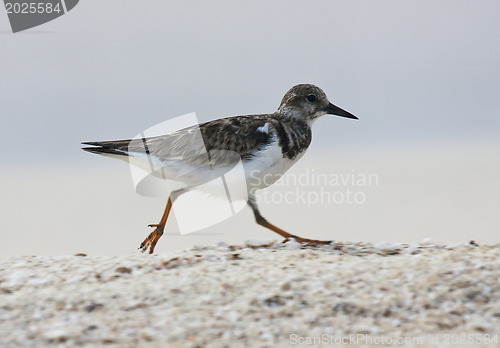 Image of Sanderling