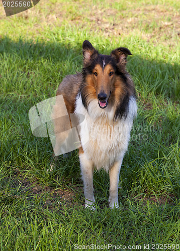 Image of 
Rough collie - Scottish shepherd