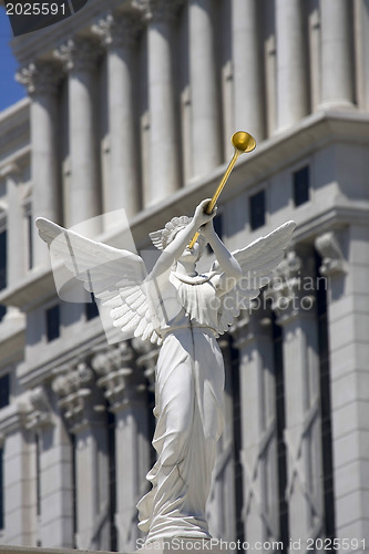 Image of Angel trumpeter 