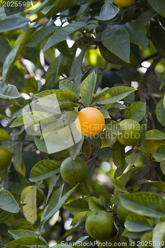 Image of Citrus tree