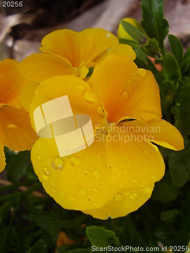 Image of Flower with raindrops