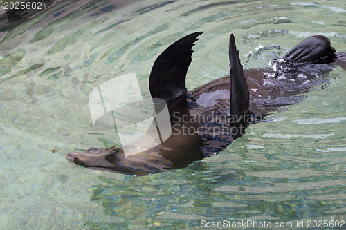 Image of Ypung seal swiming in pool