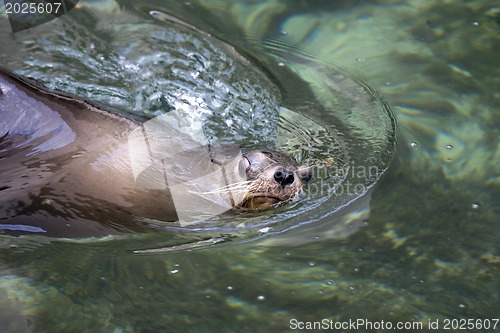 Image of Ypung seal swiming in pool