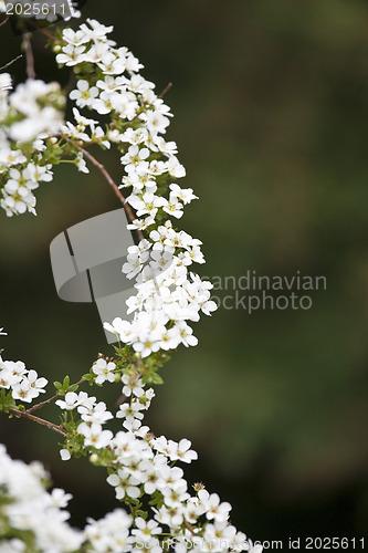 Image of A beautiful flowering tree