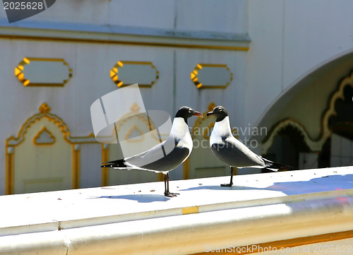 Image of Seagulls close-up 