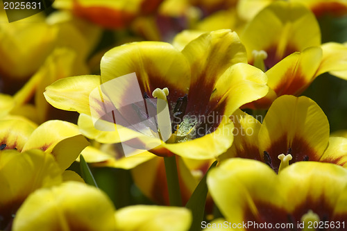 Image of Tulip