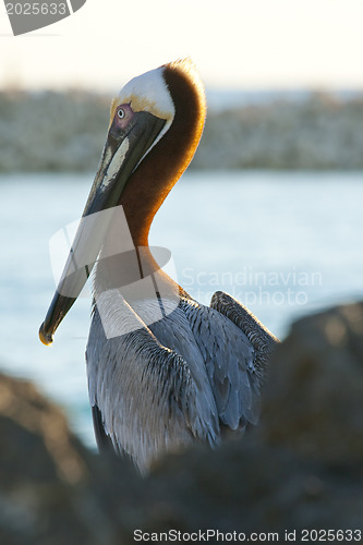 Image of Pelican is sitting on  a shore 
