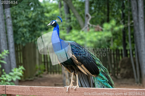 Image of Peacock is on a fence