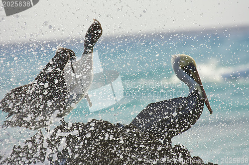 Image of Pelican sitting on a rock