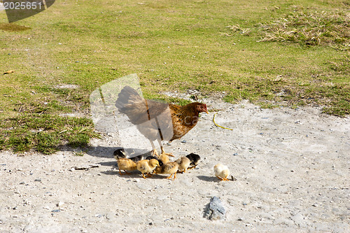 Image of Hen with chicks