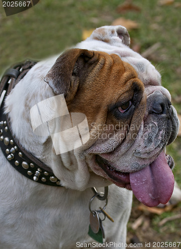 Image of English Bulldog