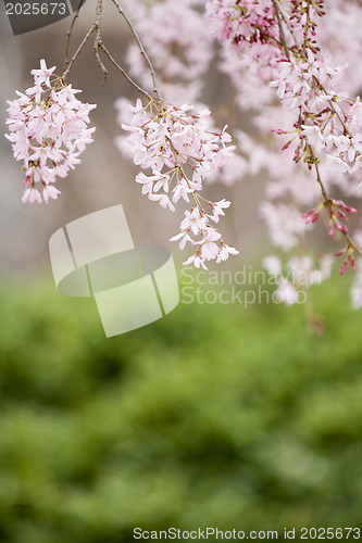 Image of A beautiful flowering tree