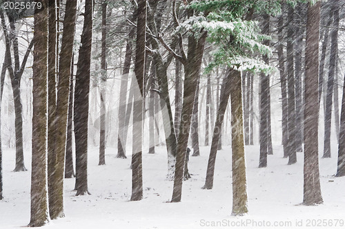 Image of Winter forest