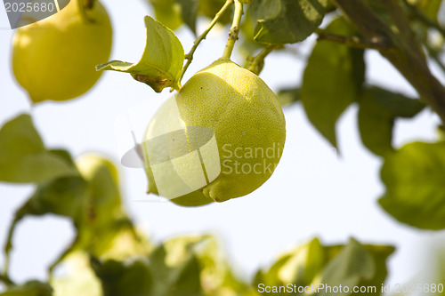 Image of Lemon tree