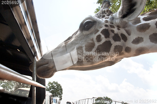 Image of Giraffe waiting for food