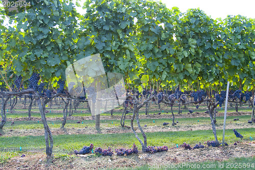 Image of Vineyard