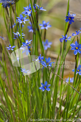 Image of Blue elegance