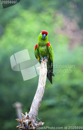 Image of Thick-biller Parrot