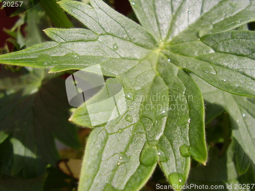 Image of Raindrop