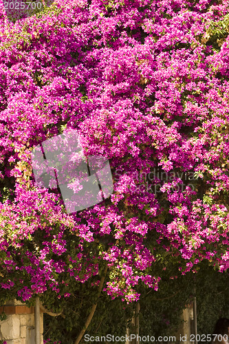 Image of Beautiful flowers of Israel.