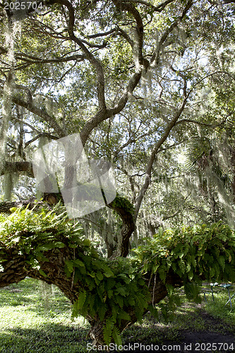 Image of Mysterious Spanish Moss