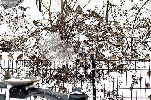 Image of Sparrows on a fence.