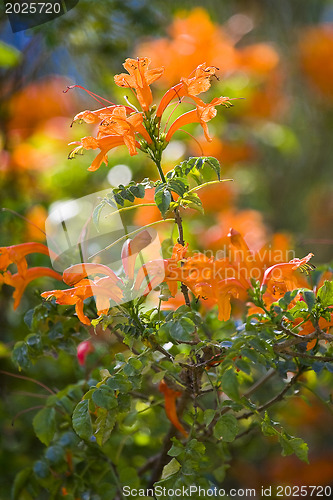Image of Beautiful flowers of Israel